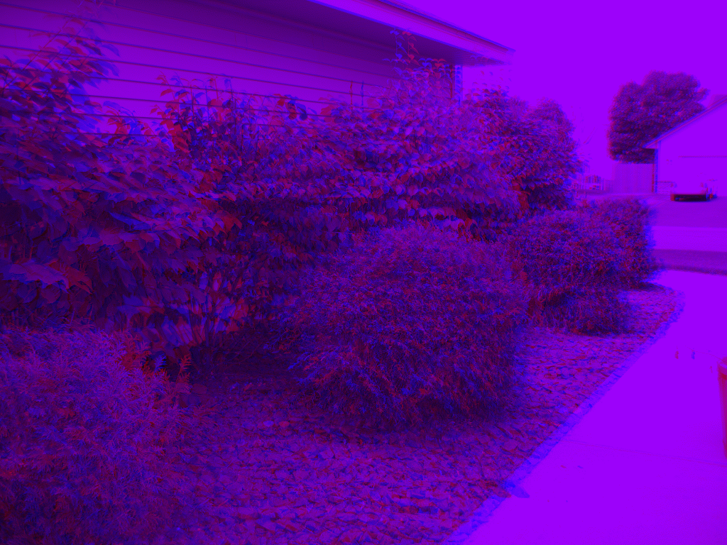 Walkway bushes